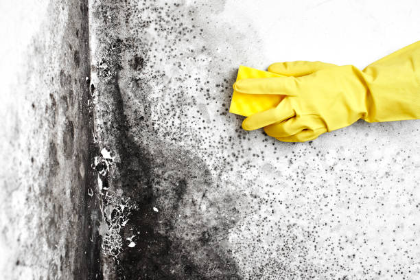 Best Mold Damage Repair  in Leavenworth, KS