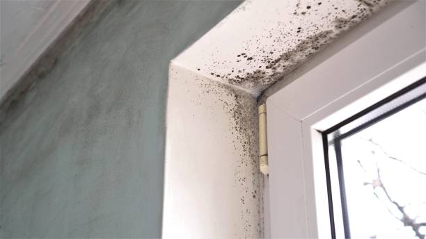 Best Mold Cleaning Services  in Leavenworth, KS