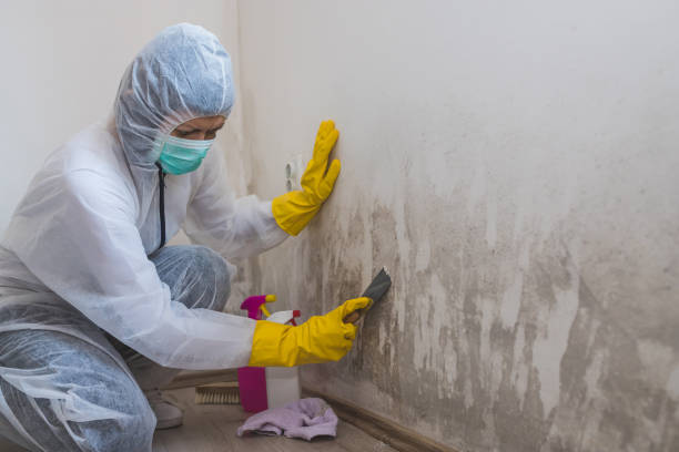 Best Mold Removal and Inspection  in Leavenworth, KS