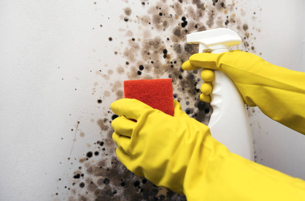 Best Office Mold Removal Services  in Leavenworth, KS