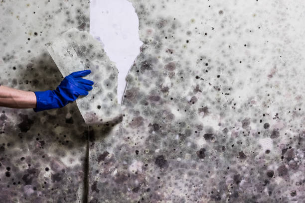 Best Best Mold Removal Companies  in Leavenworth, KS