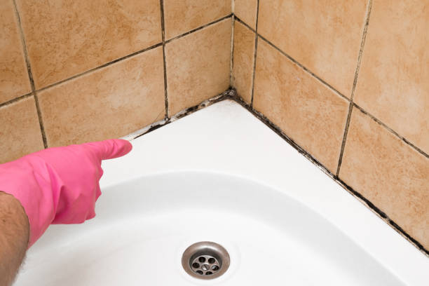 Mold Removal Process in Leavenworth, KS
